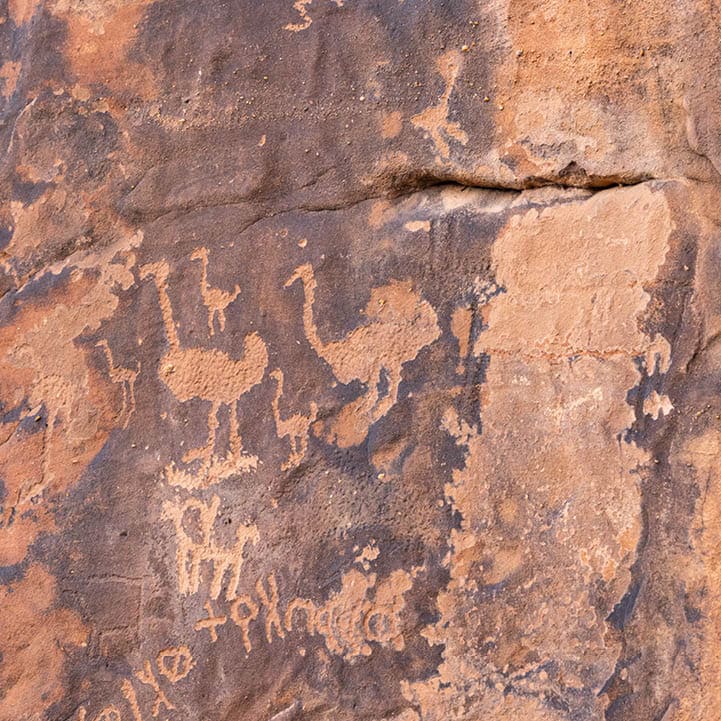 Middle East, Saudi Arabia, Hail Province, Jubbah. Ancient petroglyph of ostriches and other animals at the Jubbah rock art site at Ob Sinman Mountain.