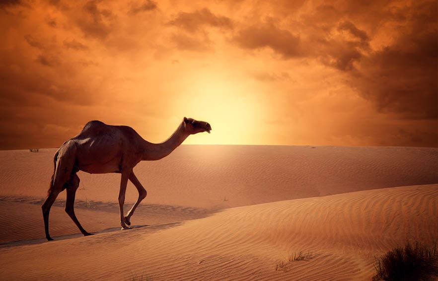 Camel crossing the desert in sunrise time beautiful concept of traveling.