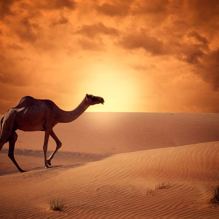 Camel crossing the desert in sunrise time beautiful concept of traveling.