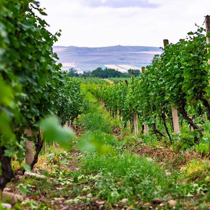 One of the vineyard in wine region of Georgia, Kakheti in raining day