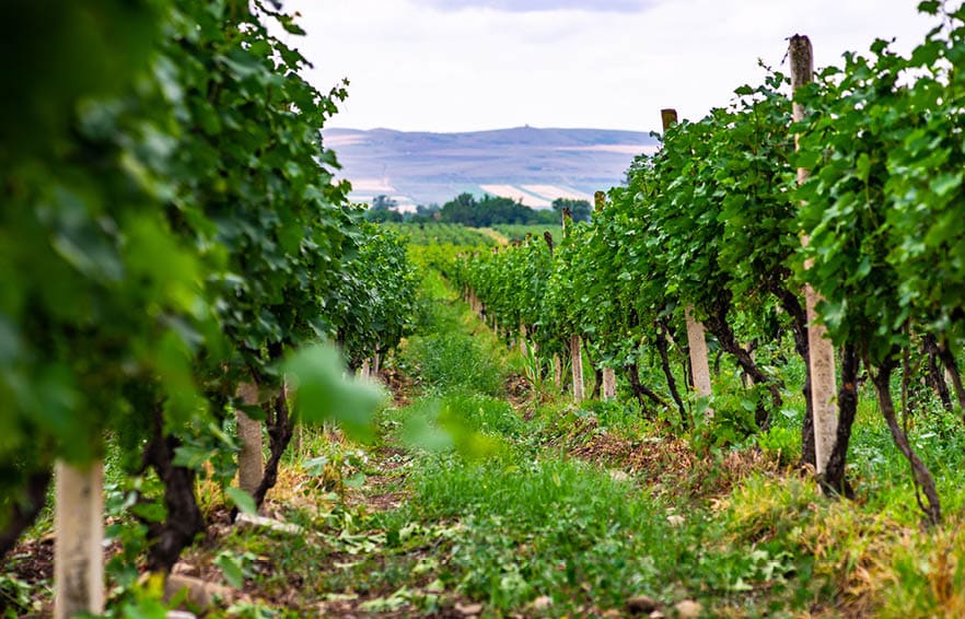 One of the vineyard in wine region of Georgia, Kakheti in raining day