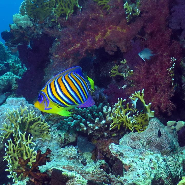 Royal angelfish, red sea, Aqaba Jordan