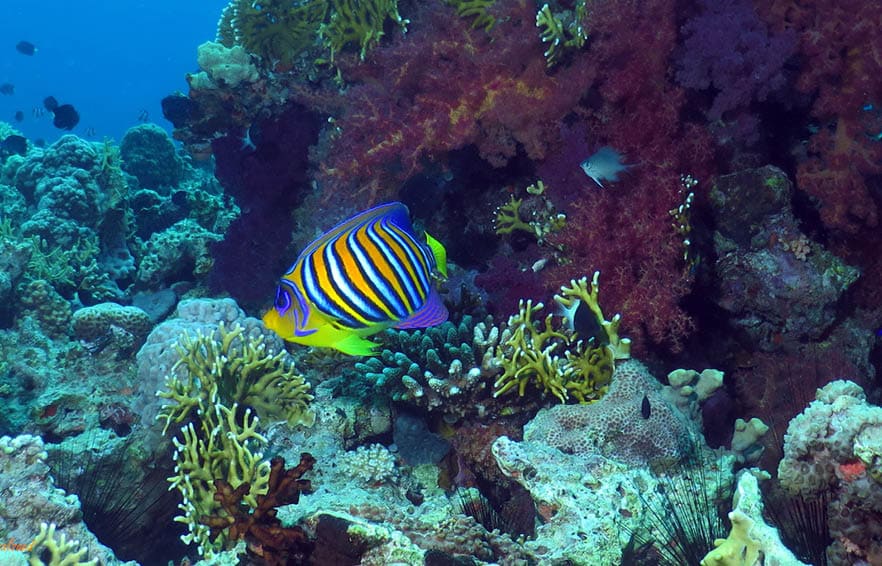 Royal angelfish, red sea, Aqaba Jordan