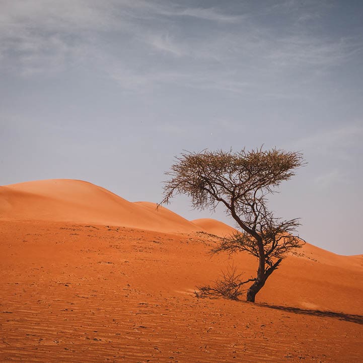 Lonely tree growing in the dry desert of Oman. Wahiba Sands Desert, Oman, Middle East.