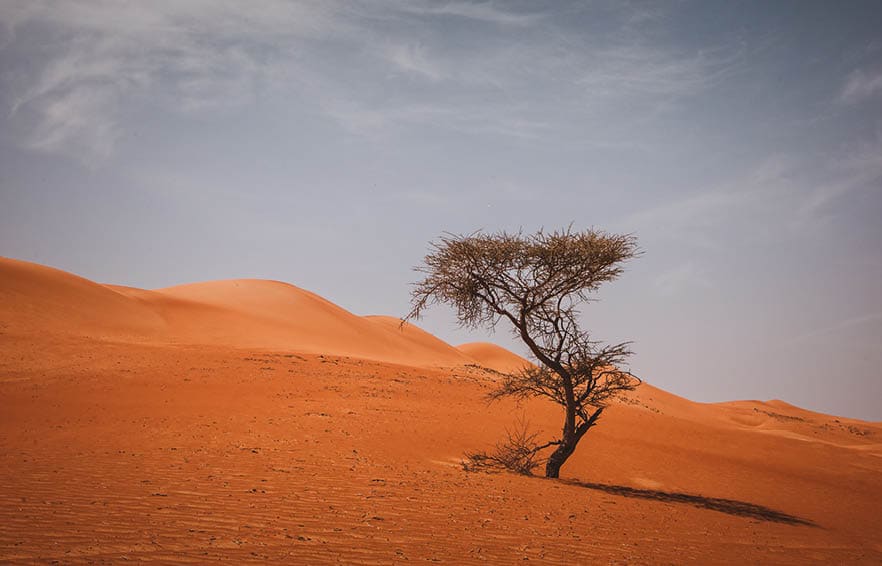 Lonely tree growing in the dry desert of Oman. Wahiba Sands Desert, Oman, Middle East.