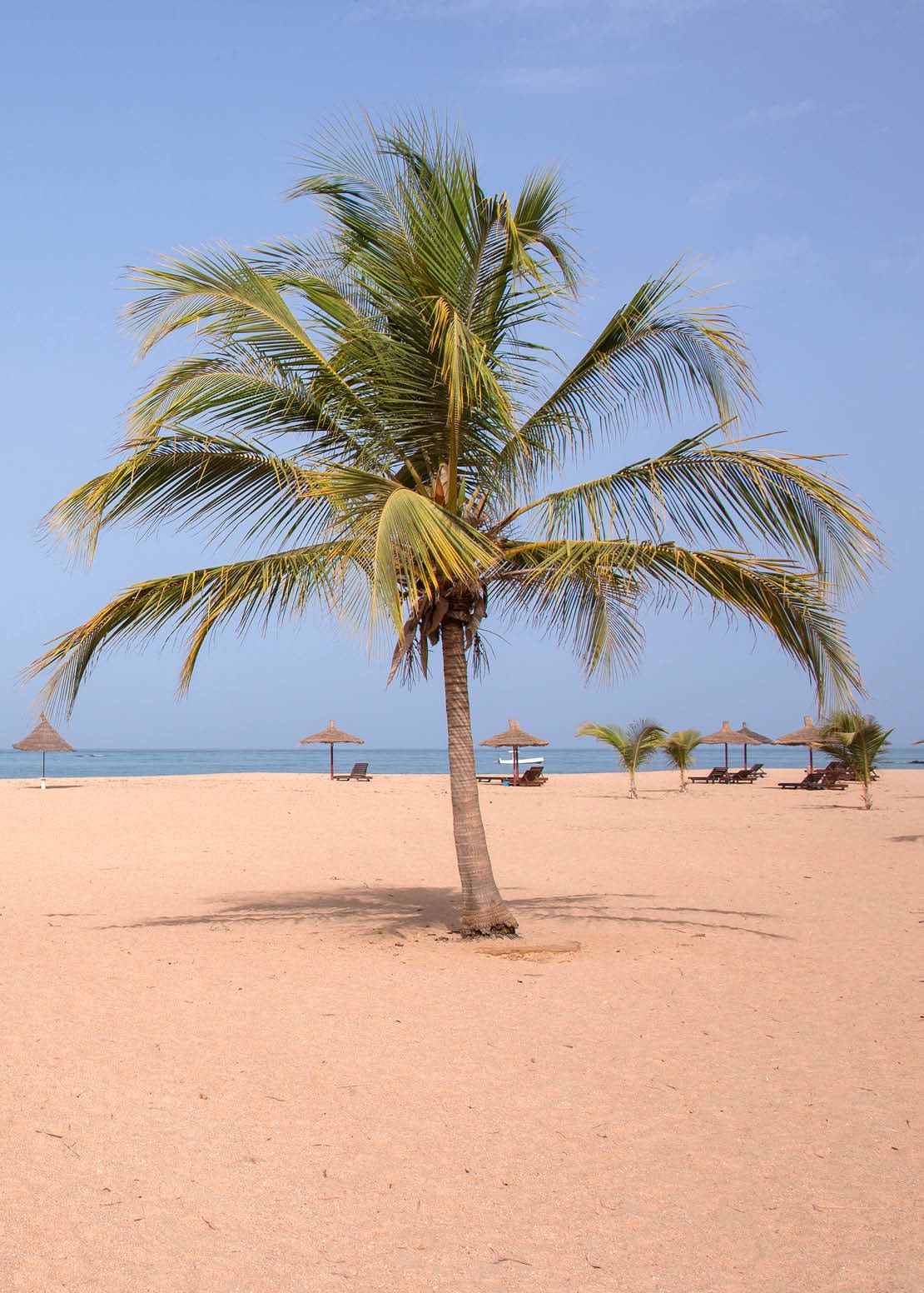 Landscape with palm trees on Saly beach on the Senegal coast