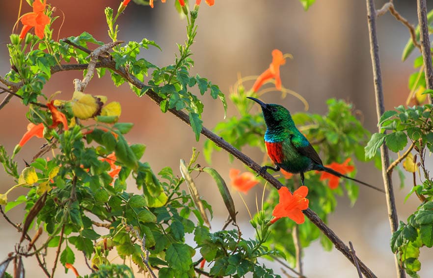 Colorful sunbird. Sine Saloum, Senegal