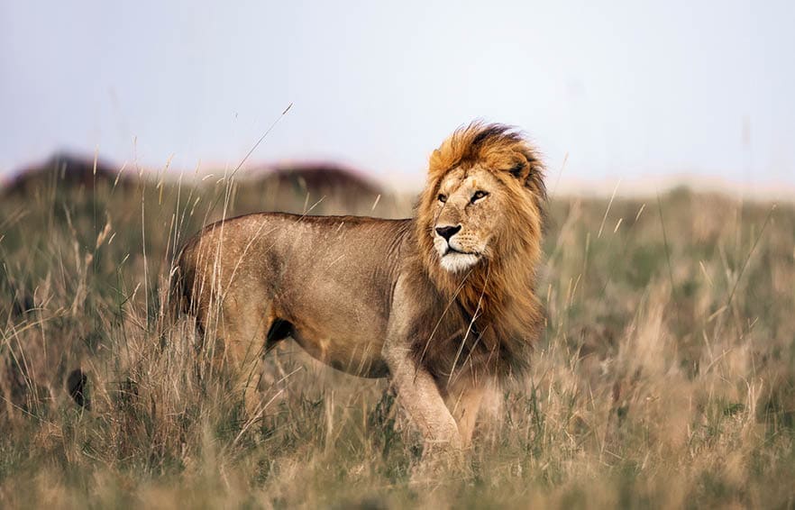 Male lion in Masai Mara wilderness. Copy space.