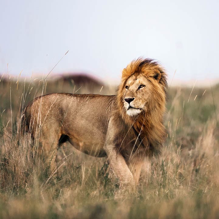 Male lion in Masai Mara wilderness. Copy space.