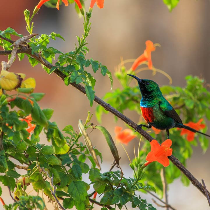 Colorful sunbird. Sine Saloum, Senegal