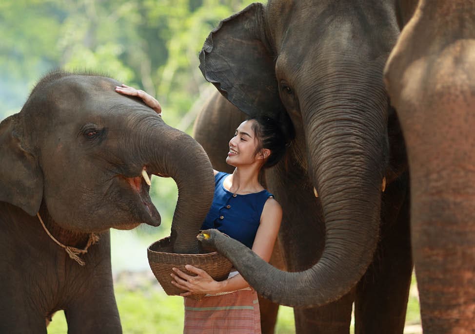 The young lady is feeding some food to her love friend elephants..