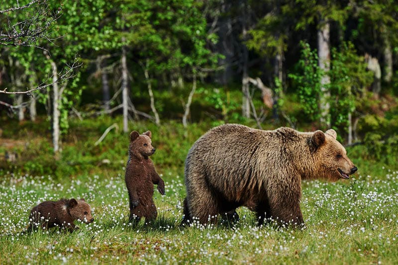 Mother bear and her two cubs in a Finnish forest