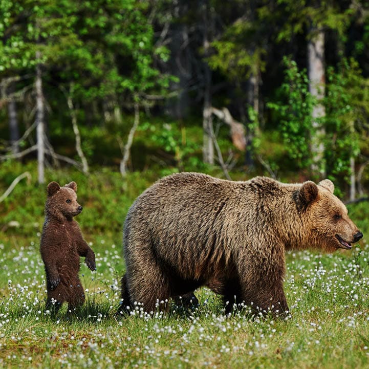Mother bear and her two cubs in a Finnish forest