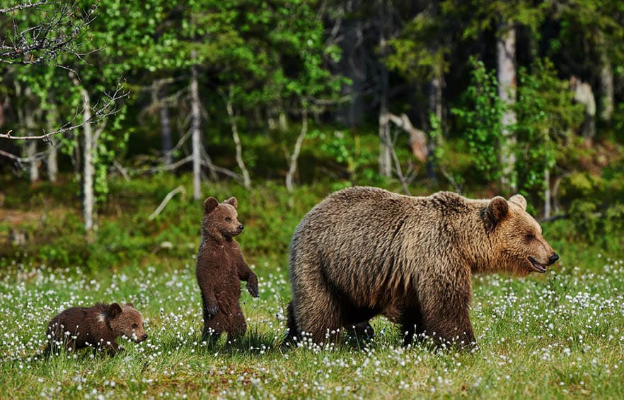 Mother bear and her two cubs in a Finnish forest